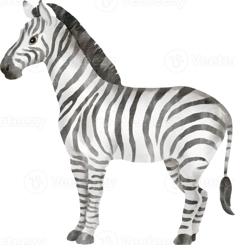 A zebra is standing in front of a black background png