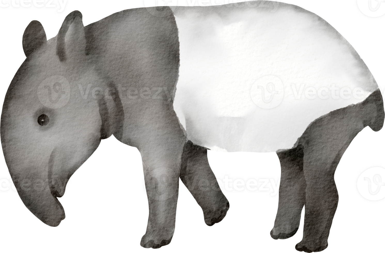 A watercolor drawing of a baby elephant png