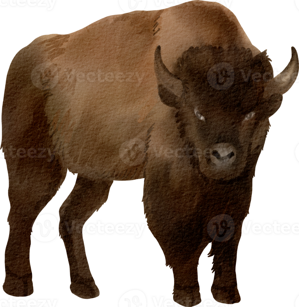 A bison is standing in front of a black background png