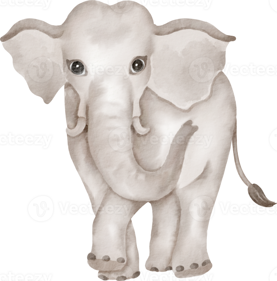An elephant is standing in front of a black background png