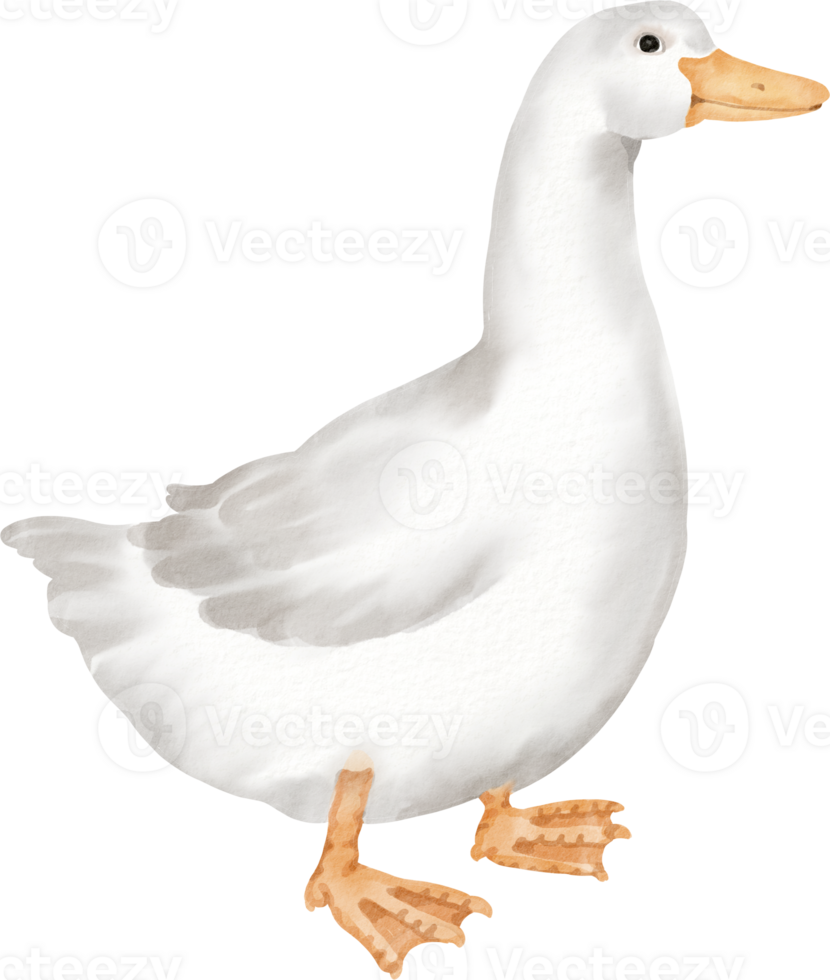 White duck clipart png