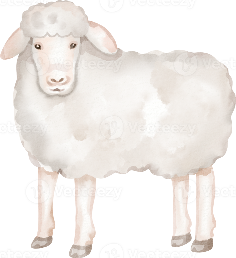 A white sheep is standing in front of a black background png