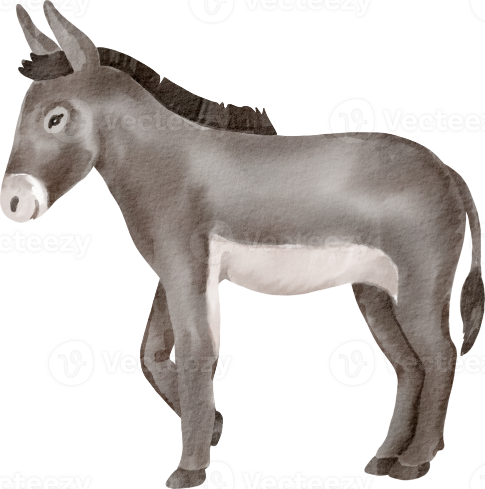 A donkey is standing in front of a black background png