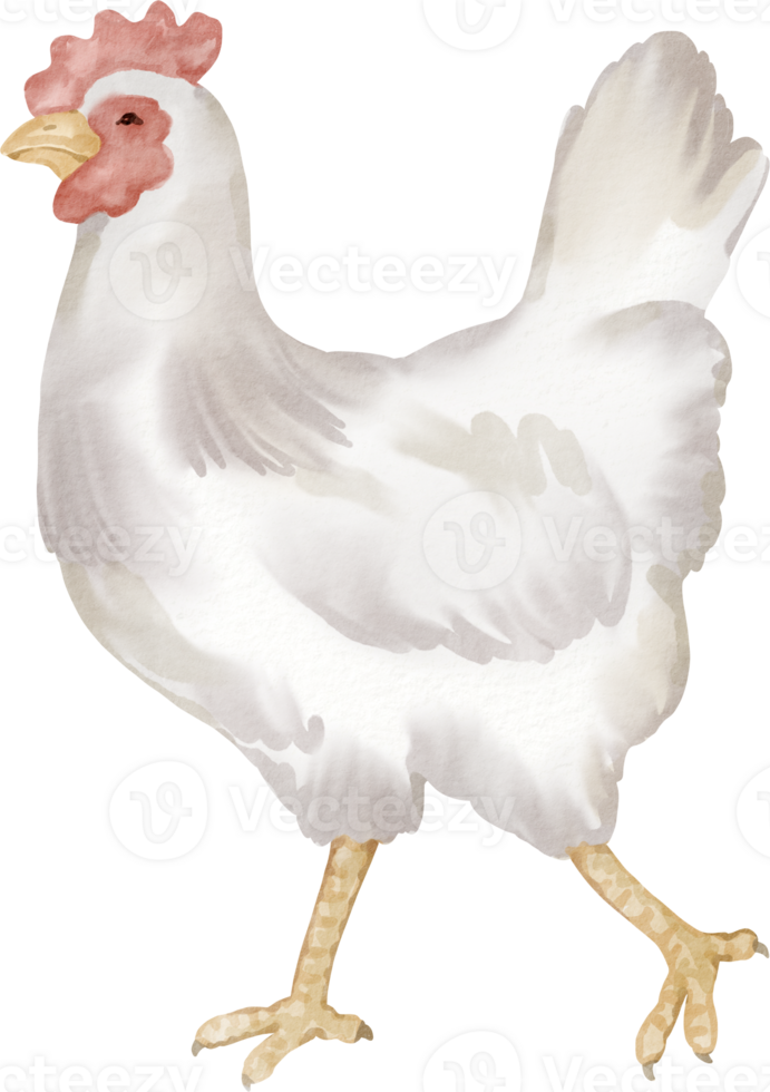A white chicken with a red head and pink feet png