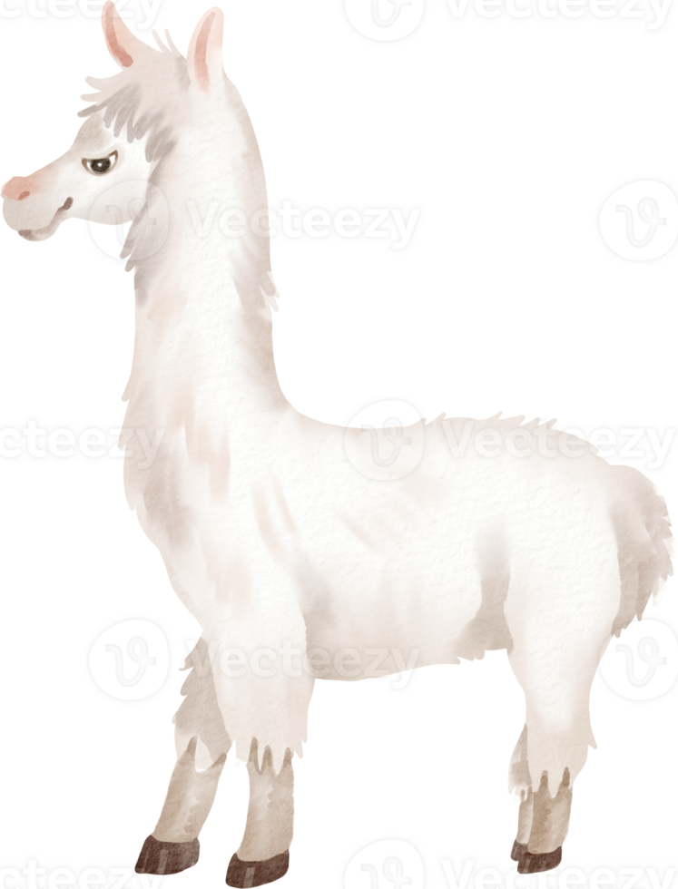 A white llama standing on a black background png