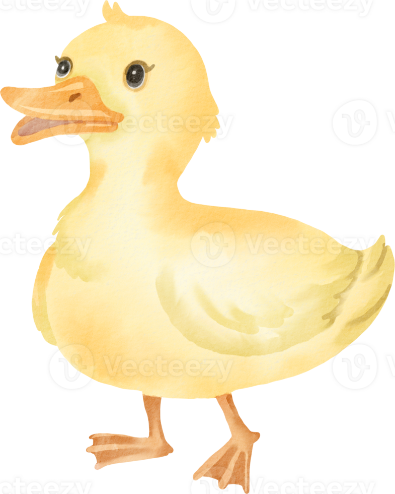A watercolor duck standing on a black background png