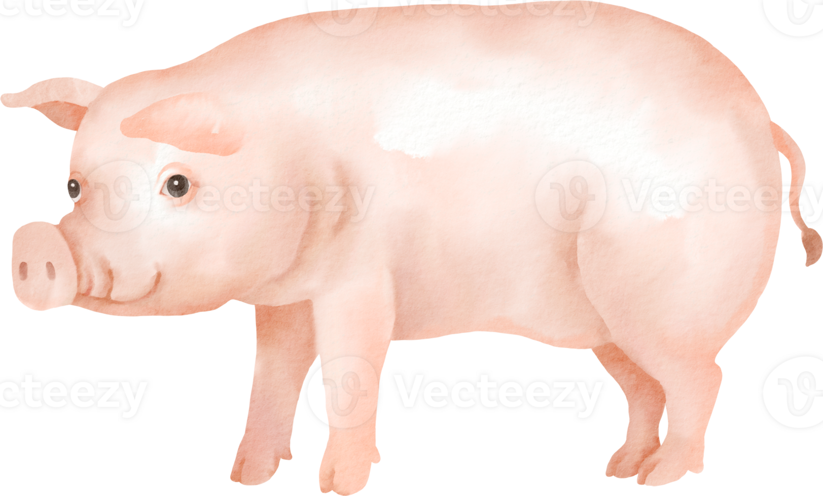 Pig clipart - pig clipart png