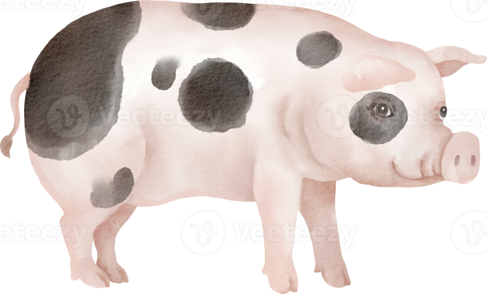 A watercolor painting of a pig png