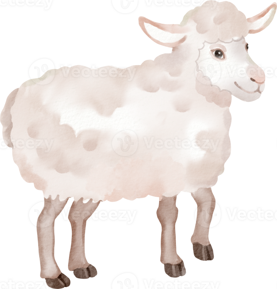A cartoon sheep standing on a white background png