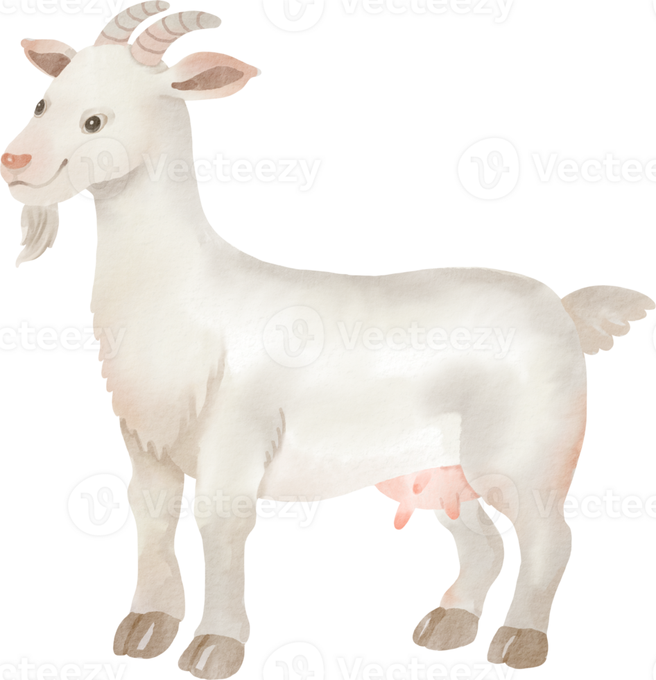 A white goat standing on a black background png