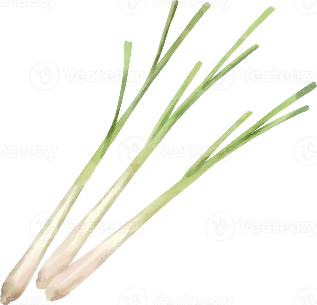 Three long green onions are shown on a black background png