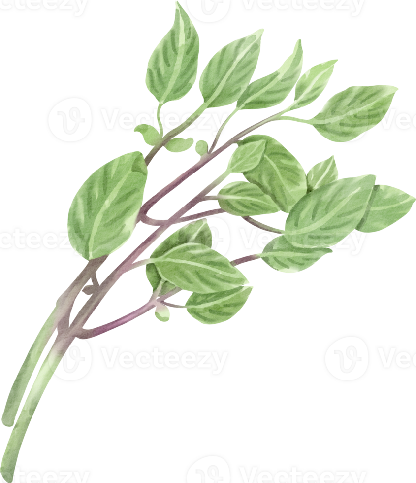 A green plant with leaves on it png
