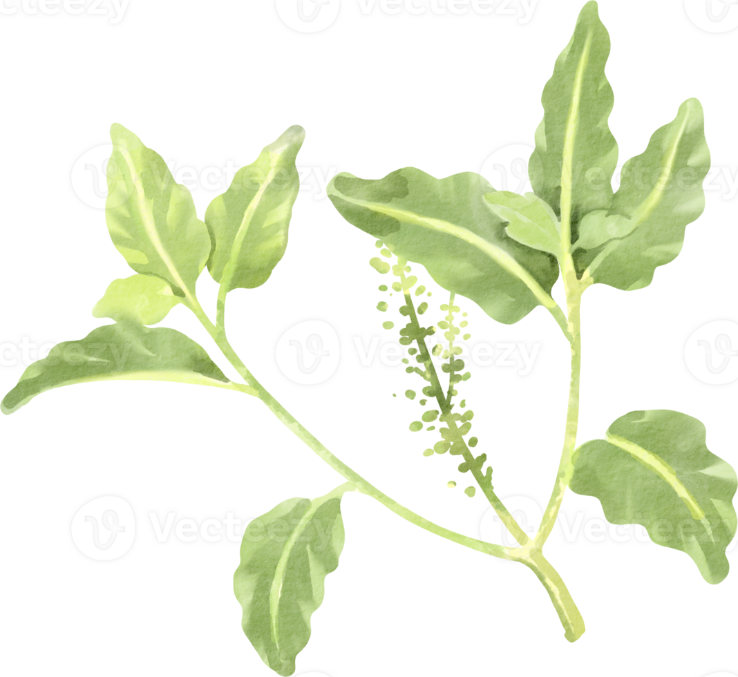 A plant with green leaves and flowers png