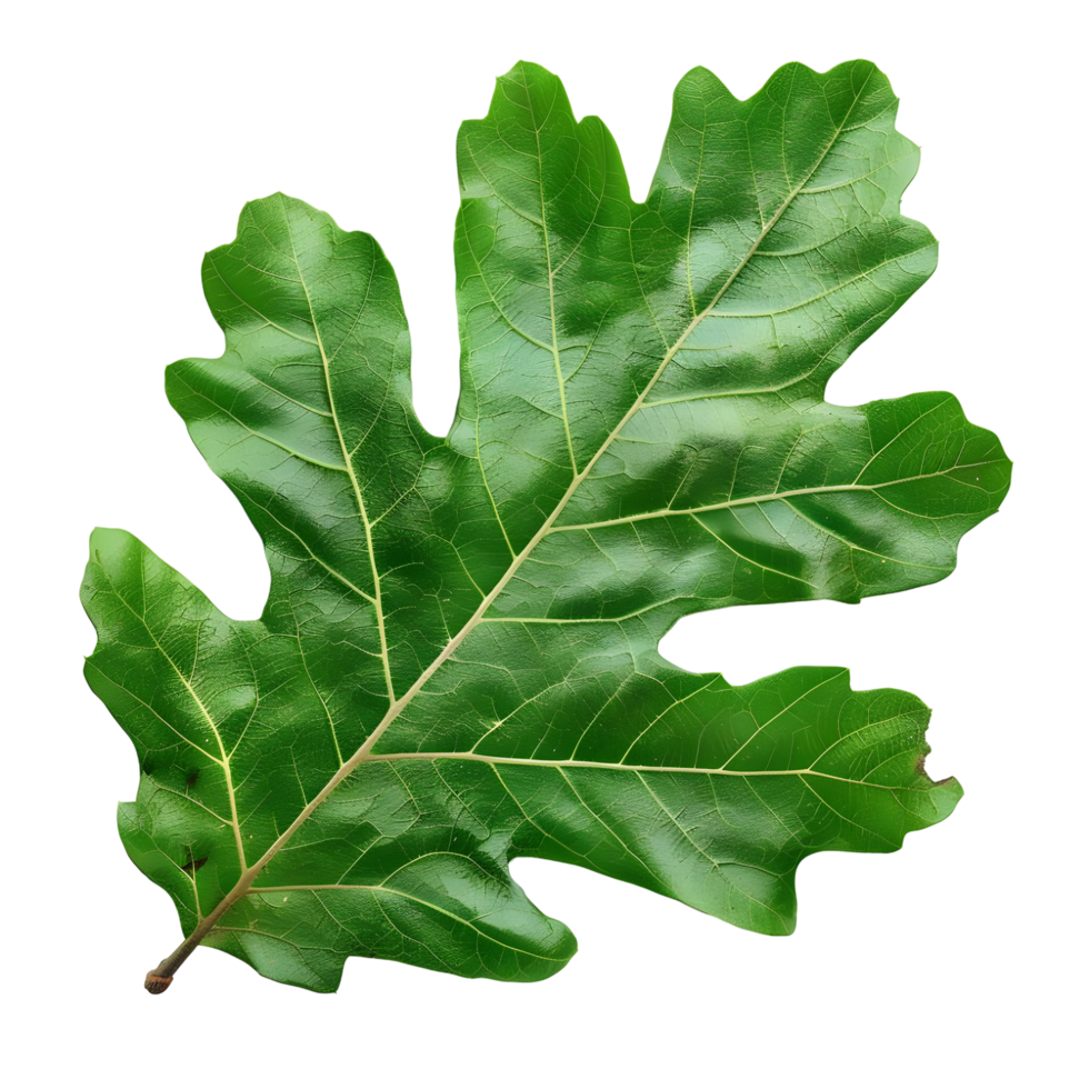 Deep Green Oak Leaf with Detailed Texture Isolated on Transparent Background png