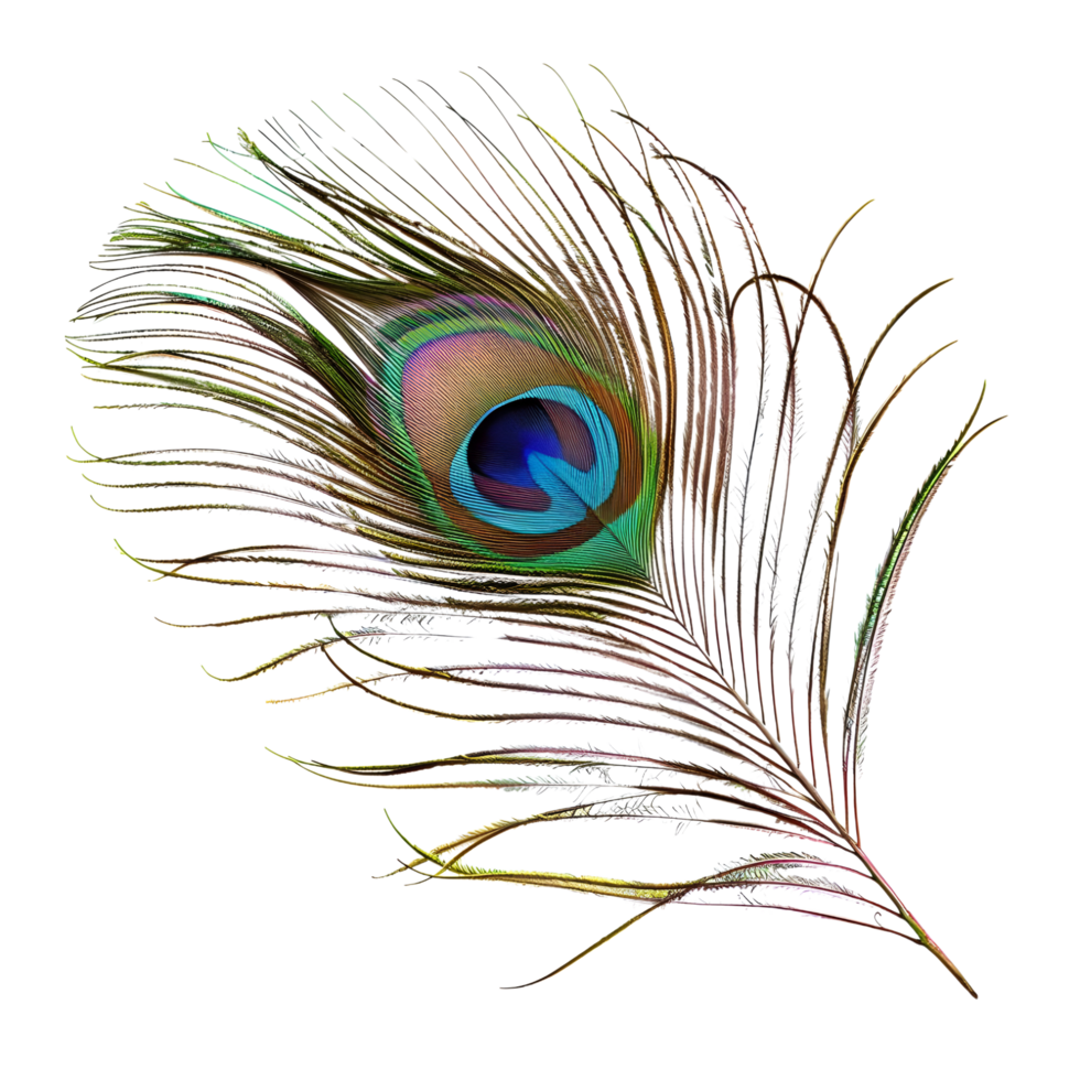 Colorful Peacock Feather with Eye Pattern Isolated on Transparent Background png