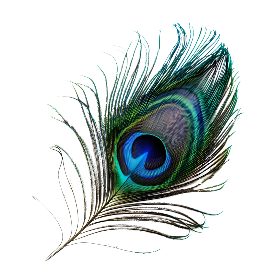 Another Iridescent Peacock Feather Isolated on Transparent Background png
