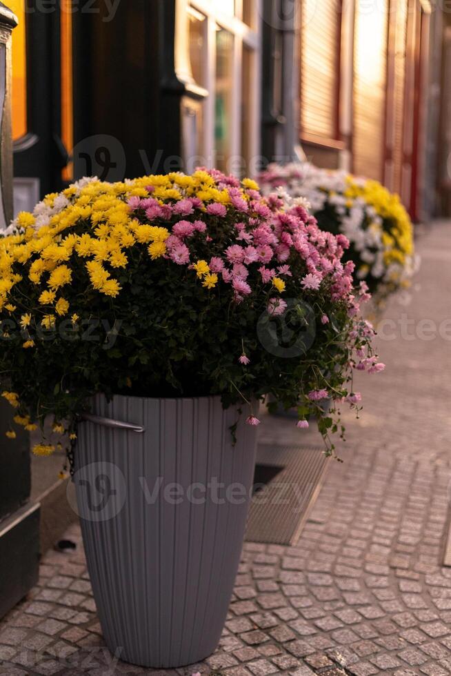 Beautiful yellow and pink chrysanthemums grow in a large pot outside. Evening photo