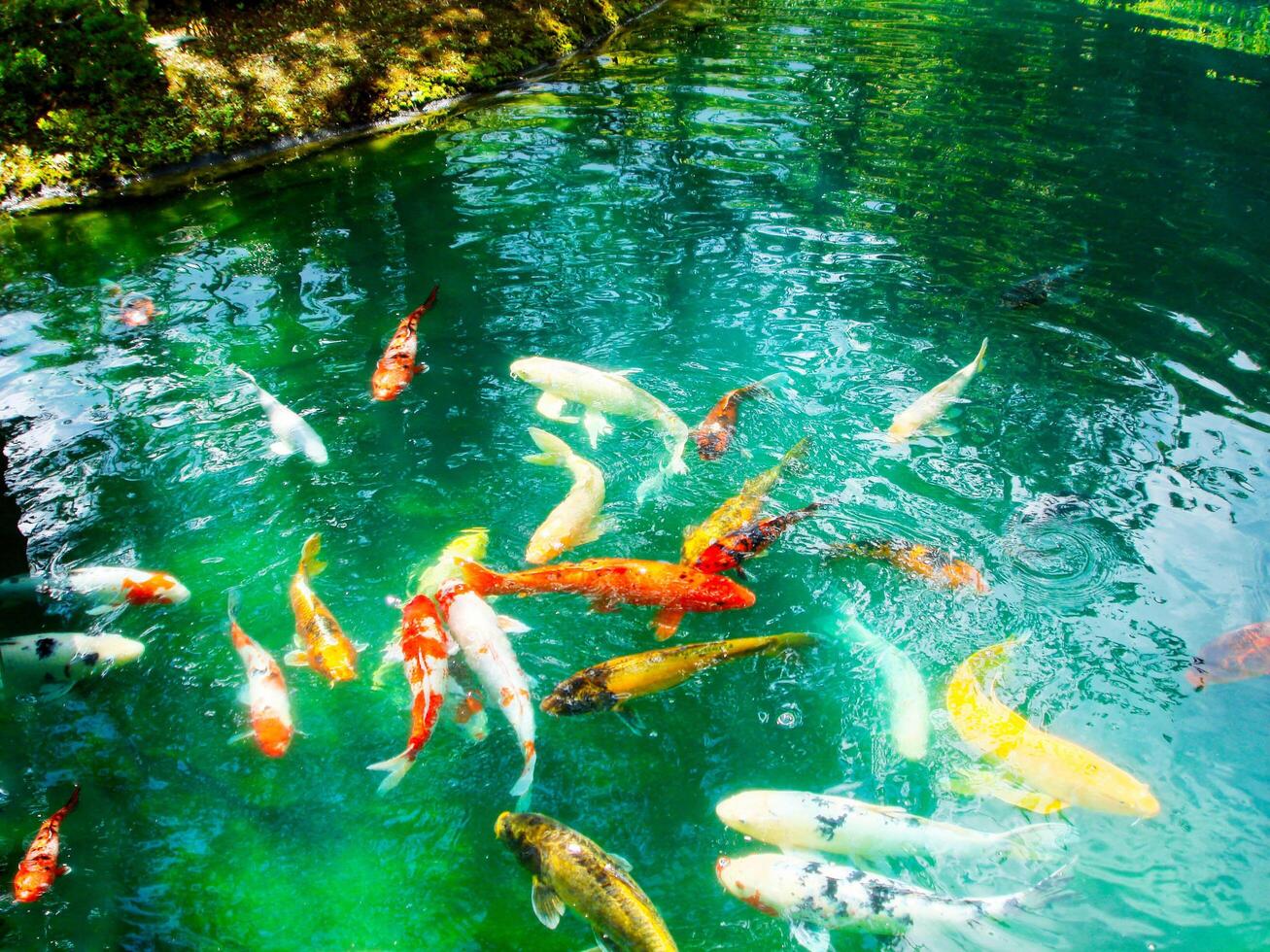Colorful Fish in a Tranquil Pond photo