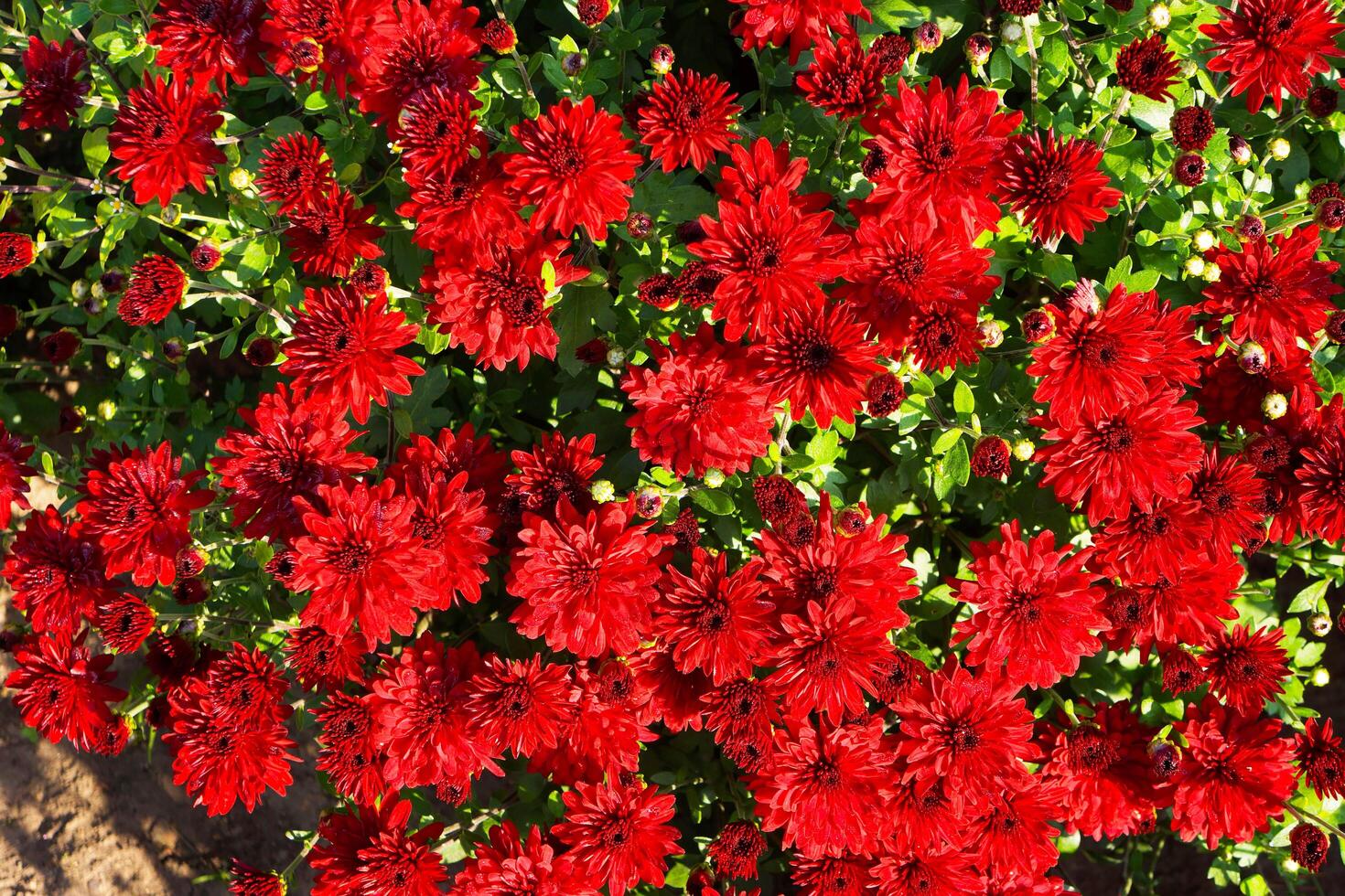 Red Petal Extravaganza photo