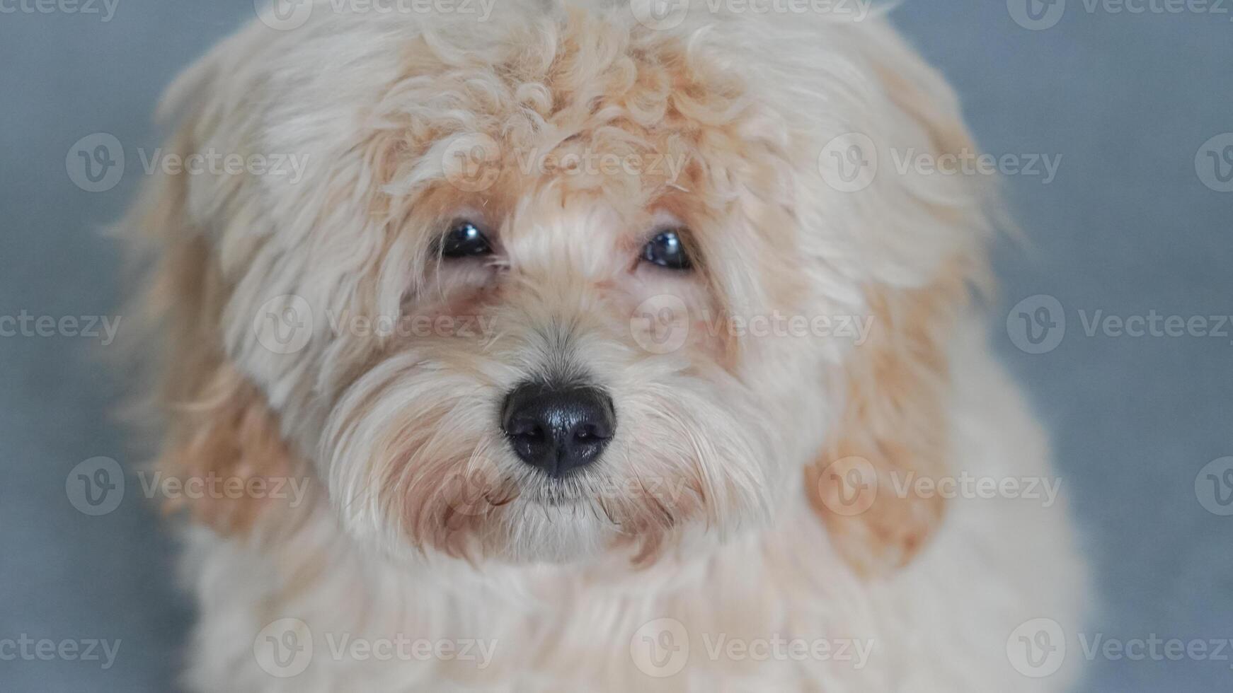 Maltipoo dog sitting with a curious and playful expression. photo