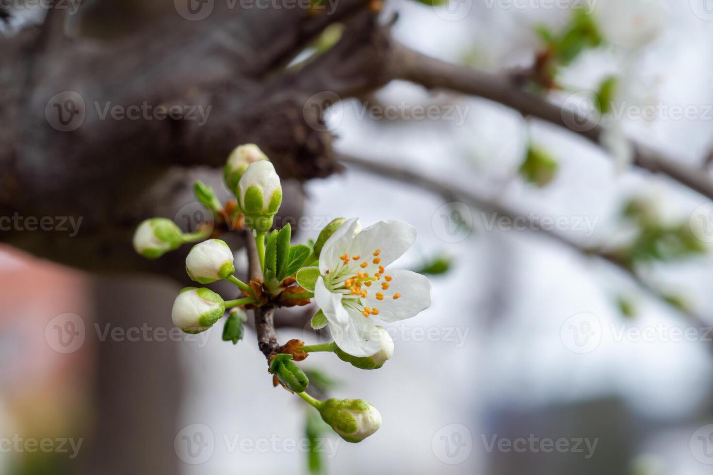View of a small branches with flowers and buds of wild cherry plum photo