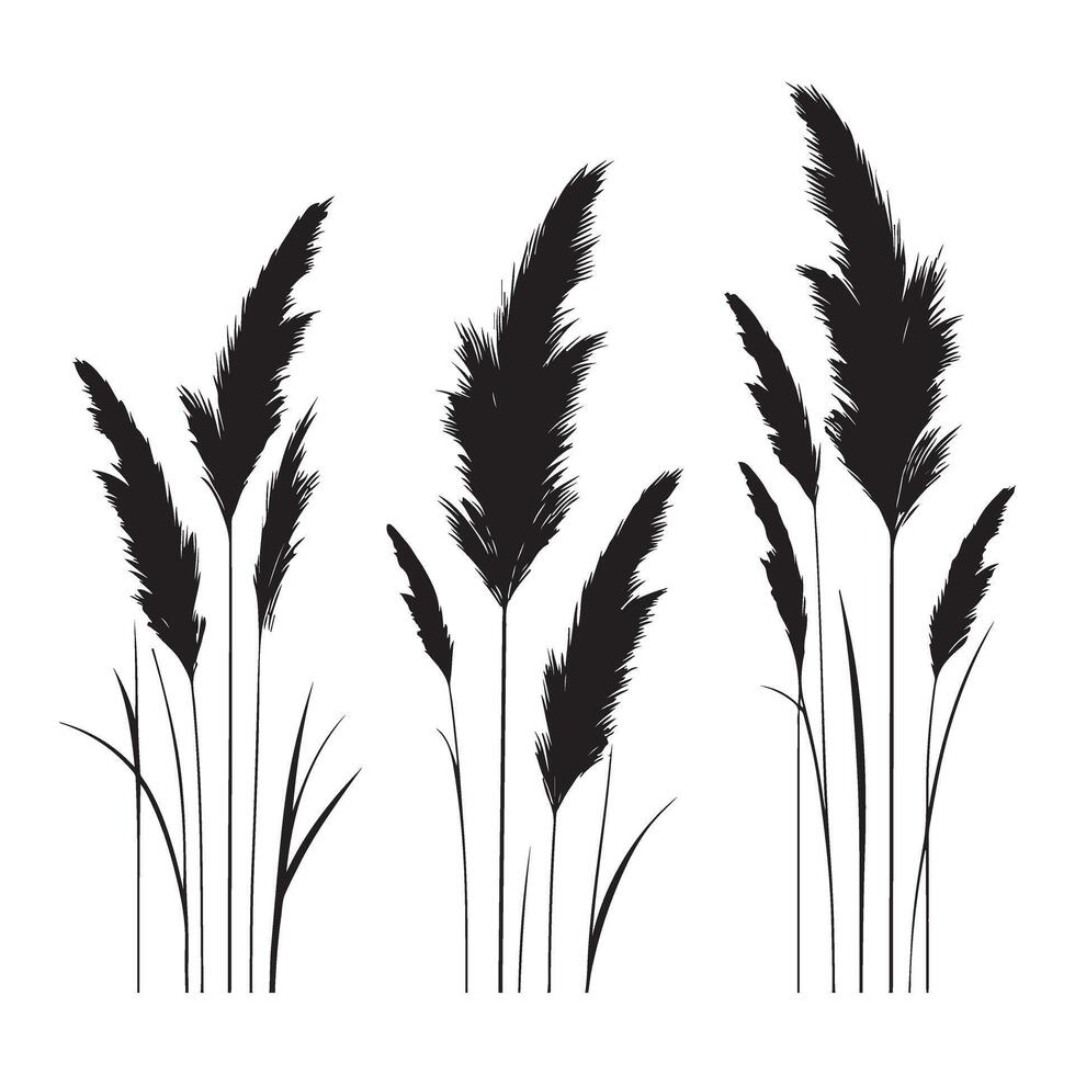 Pampas Grass Silhouette Set for Design vector