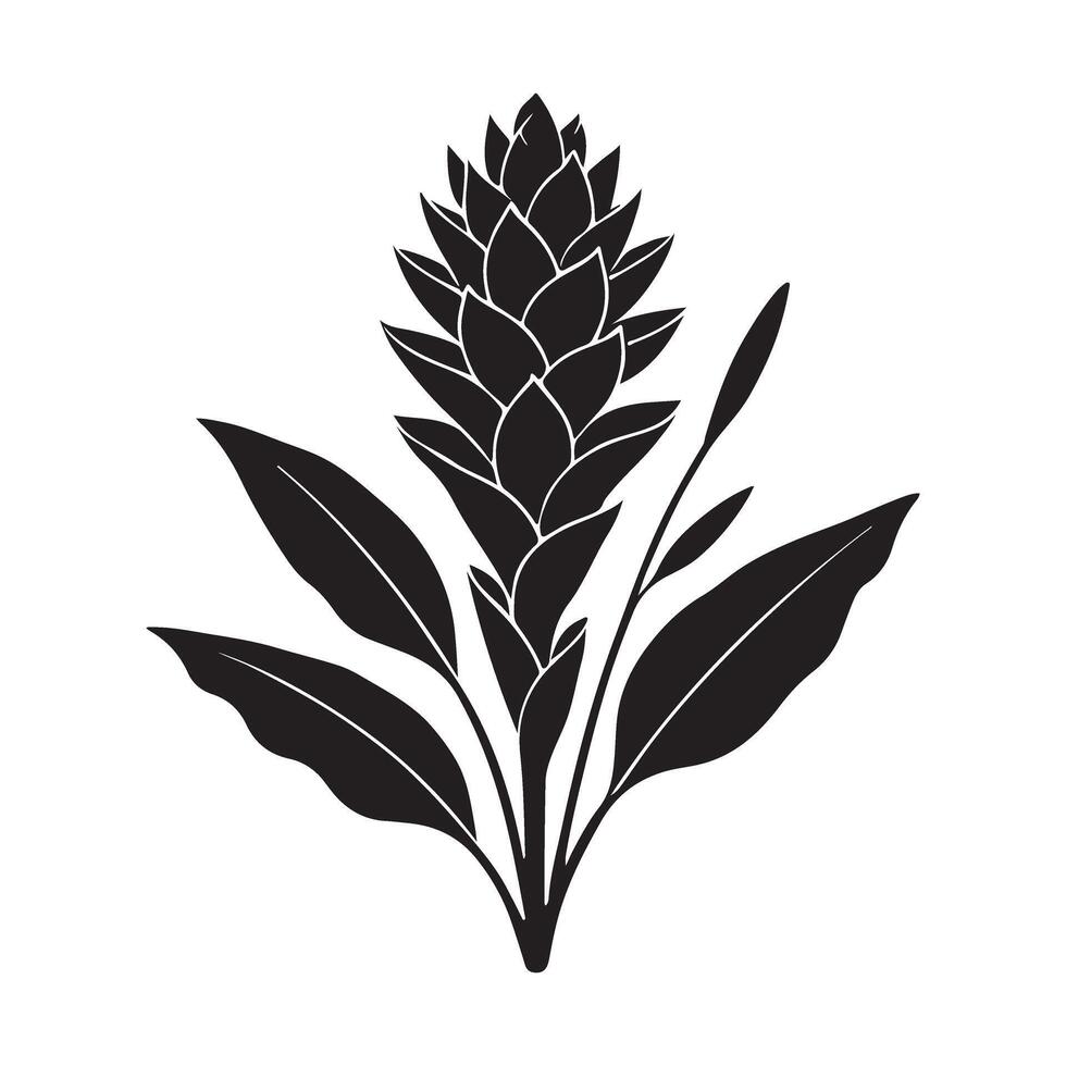 Detailed Silhouette of a Single Ginger Flower vector