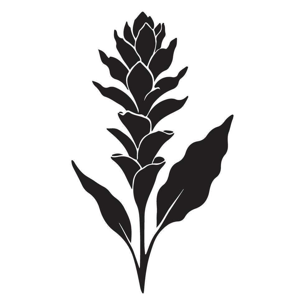 Silhouette of a Pinecone Ginger Flower with Leaves vector