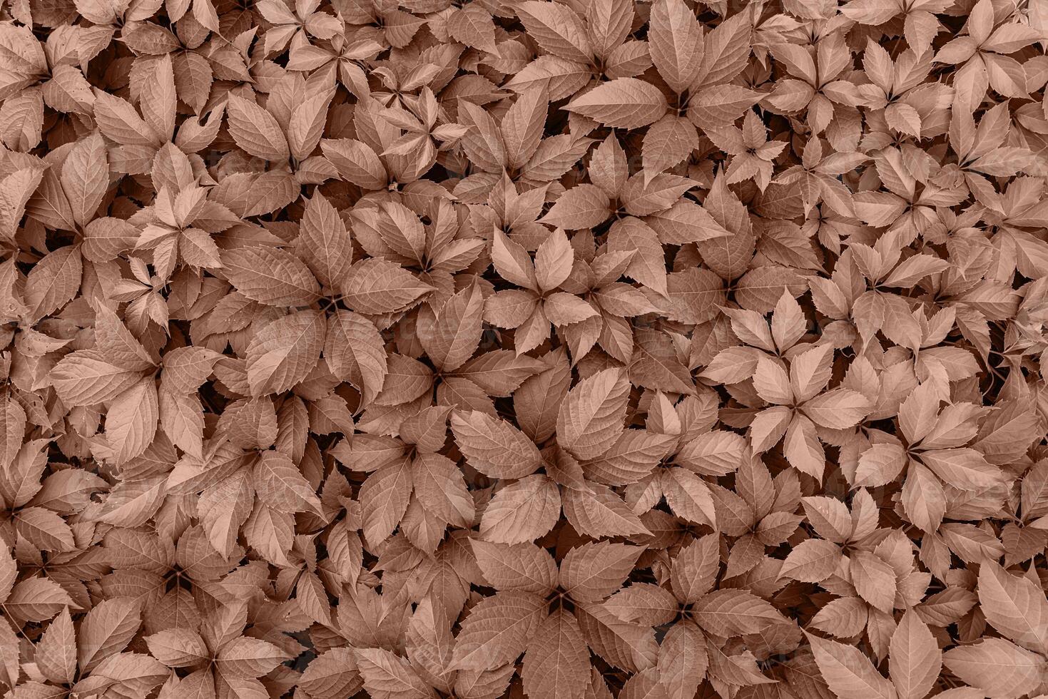 Mocha Mousse color of the year 2025. leaves vines of Parthenocissu background or texture photo
