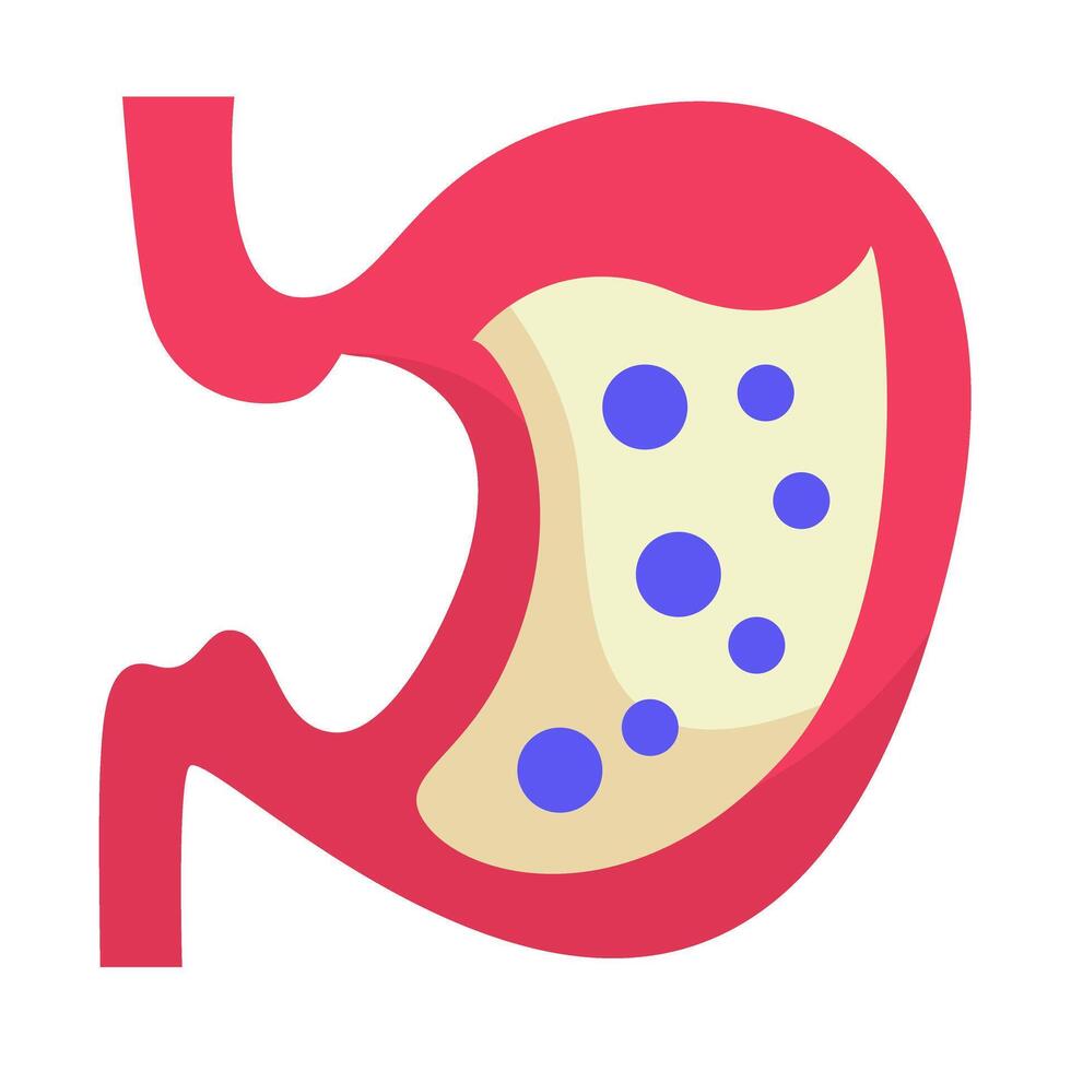 An illustration of the stomach and the stomach vector