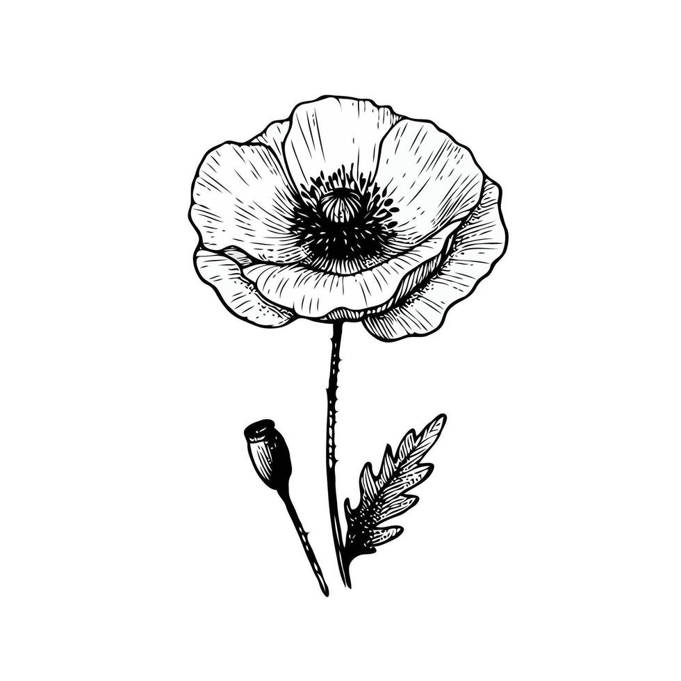 poppy illustration, poppy line art, hand drawn outline. Hand Drawn Botanical Flowers. Elegant Floral Branch Illustration. vector