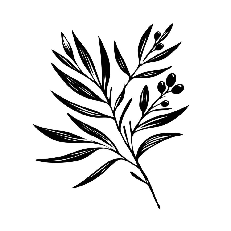 olive illustration, laurel, black olives on a branch. Olive branch with leaves and berries. Black and white illustration. vector