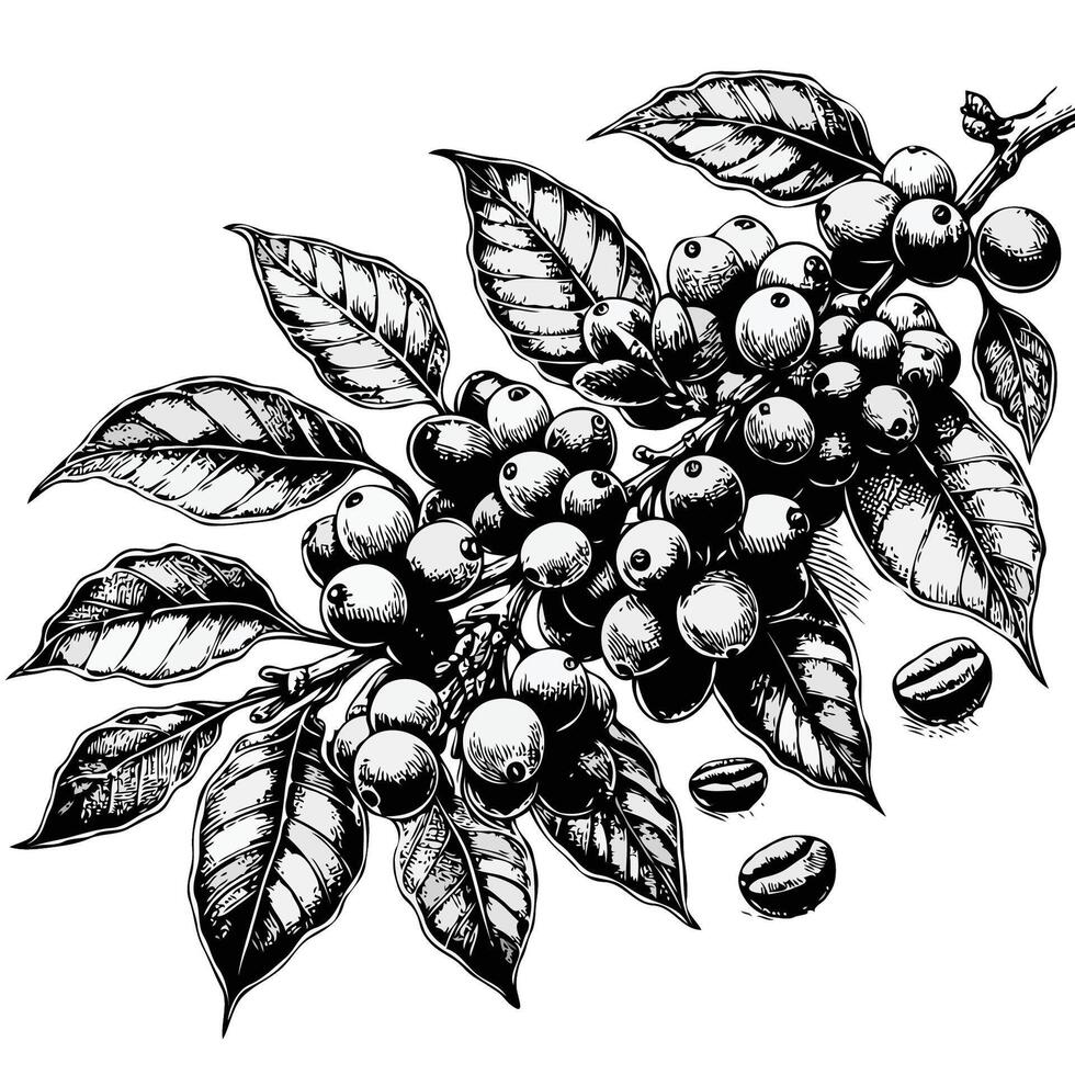 Coffee beans on branch. hand drawn illustration in sketch style. set of decorative elements of plants vector