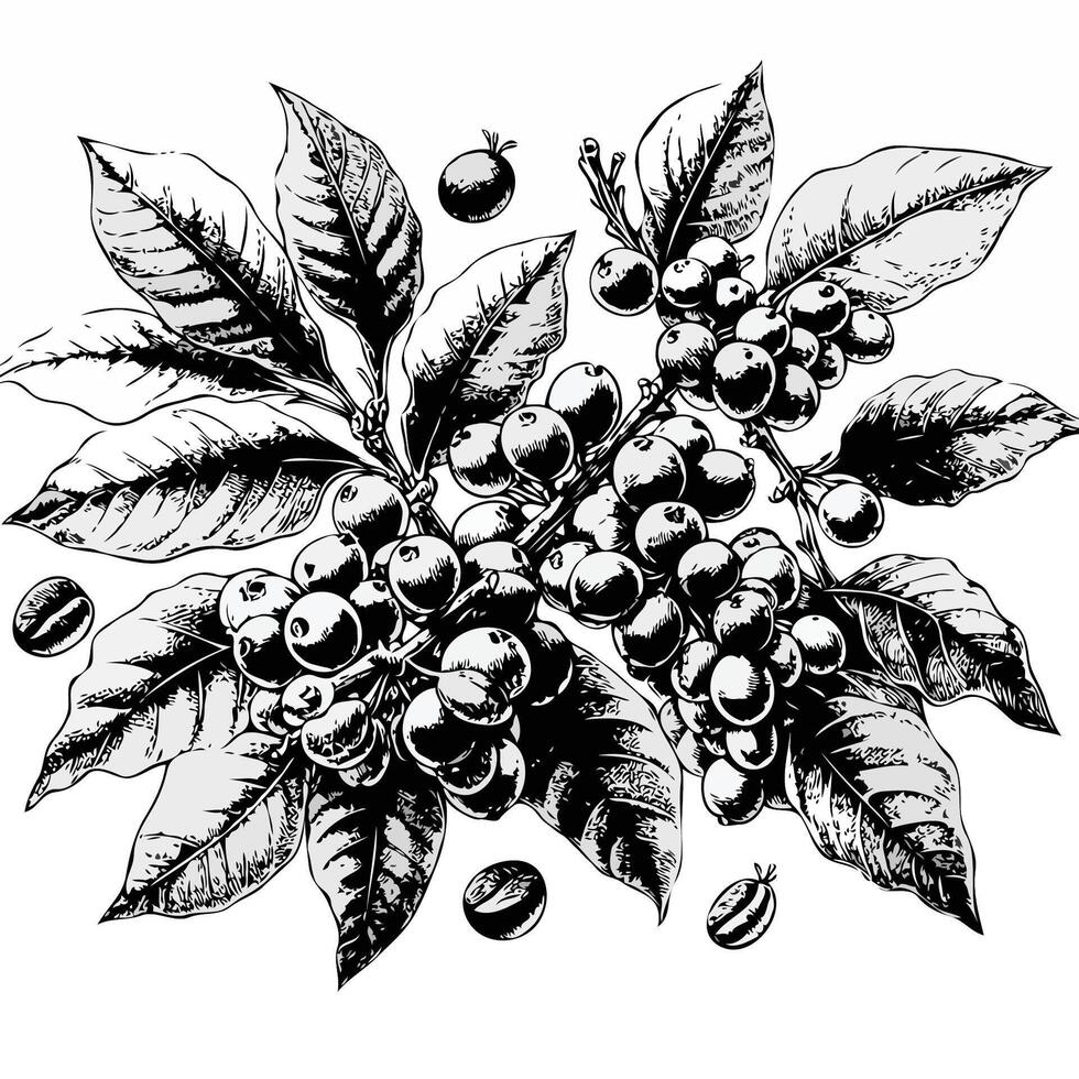 Coffee beans on branch. hand drawn illustration in sketch style. for cards, banners, posters, logo, print design. vector