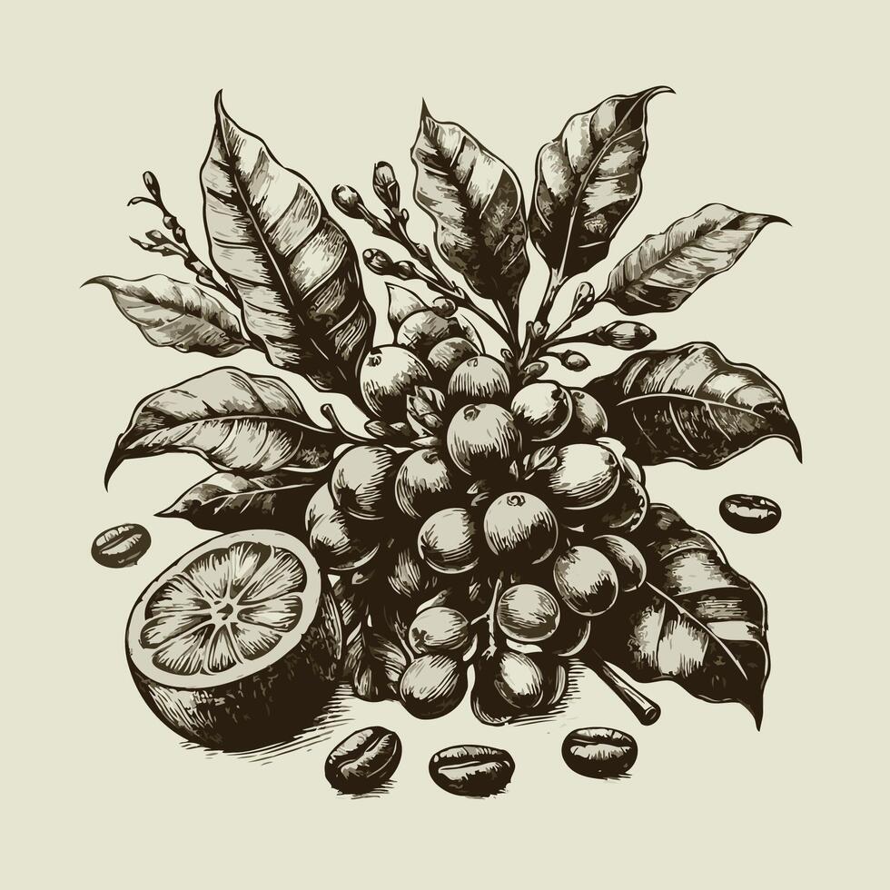 Coffee beans and ripe orange. hand drawn illustration. Coffee beans on branch. hand drawn illustration in sketch style. vector