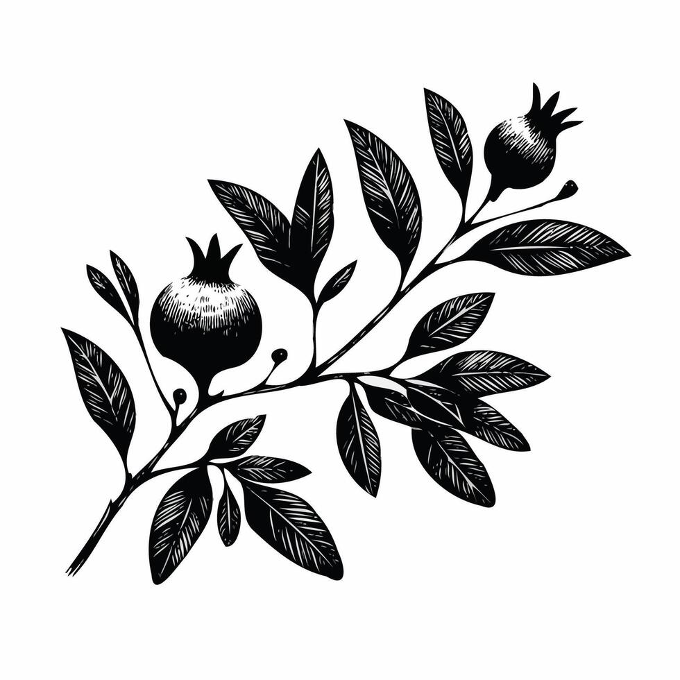 Pomegranate branch with ripe fruits and leaves. Engraved illustration. Illustration of outline black and white, linear, hand drawn flower. vector