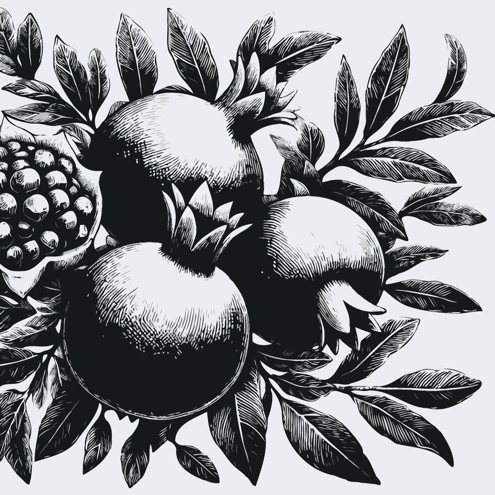 Pomegranate set. Hand drawn illustration. Black and white. Hand drawn black and white line illustration of mango including various elements such as branch with leaves and flowers vector
