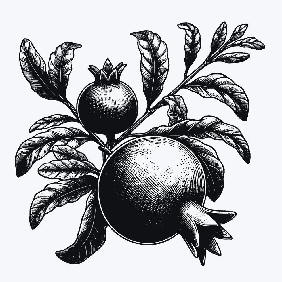 Pomegranate branch with ripe fruits and leaves. Engraved illustration. Pomegranate branch with fruits and leaves. Engraved illustration. vector