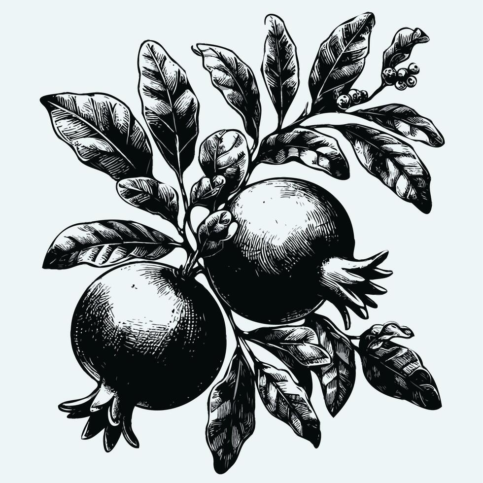 Pomegranate branch with ripe fruits and leaves. Engraved illustration. Hand drawn decorative branch with flowers. illustration in vintage style. vector