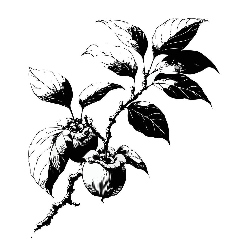 Persimmon Branch Illustration. Persimmon branch with fruits and leaves. Hand drawn illustration. vector