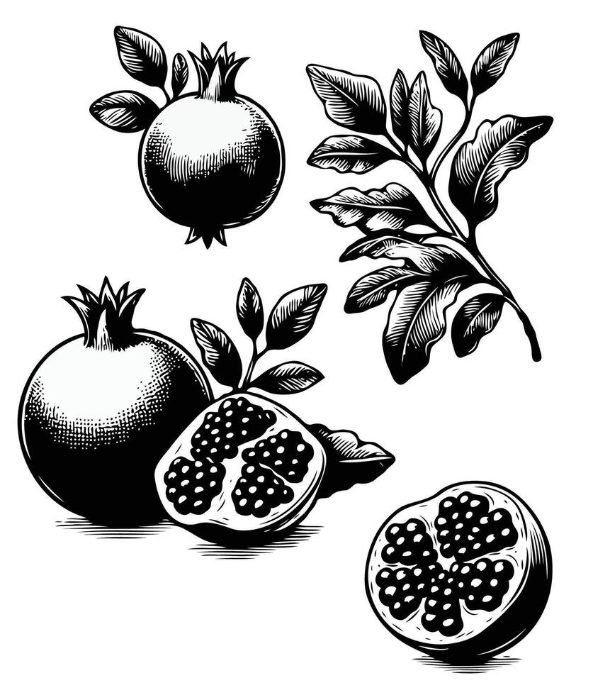 Pomegranate Botanical Illustration. minimalistic, stylized, hand drawn black and white line illustration Plant including various elements such as branch with leaves and flowers cut in half vector