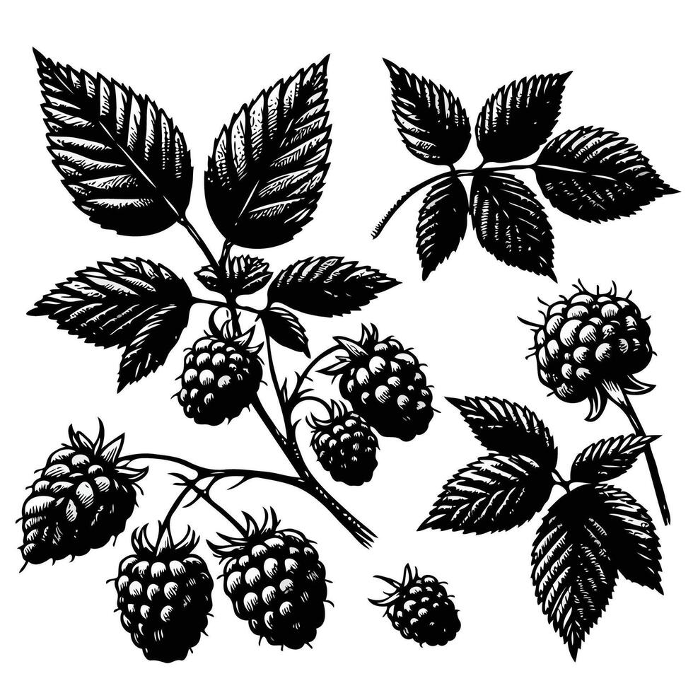 Illustration of a blackberry. Raspberry hand drawn illustration set. Black and white engraved ink art. Isolated berry illustration element. vector