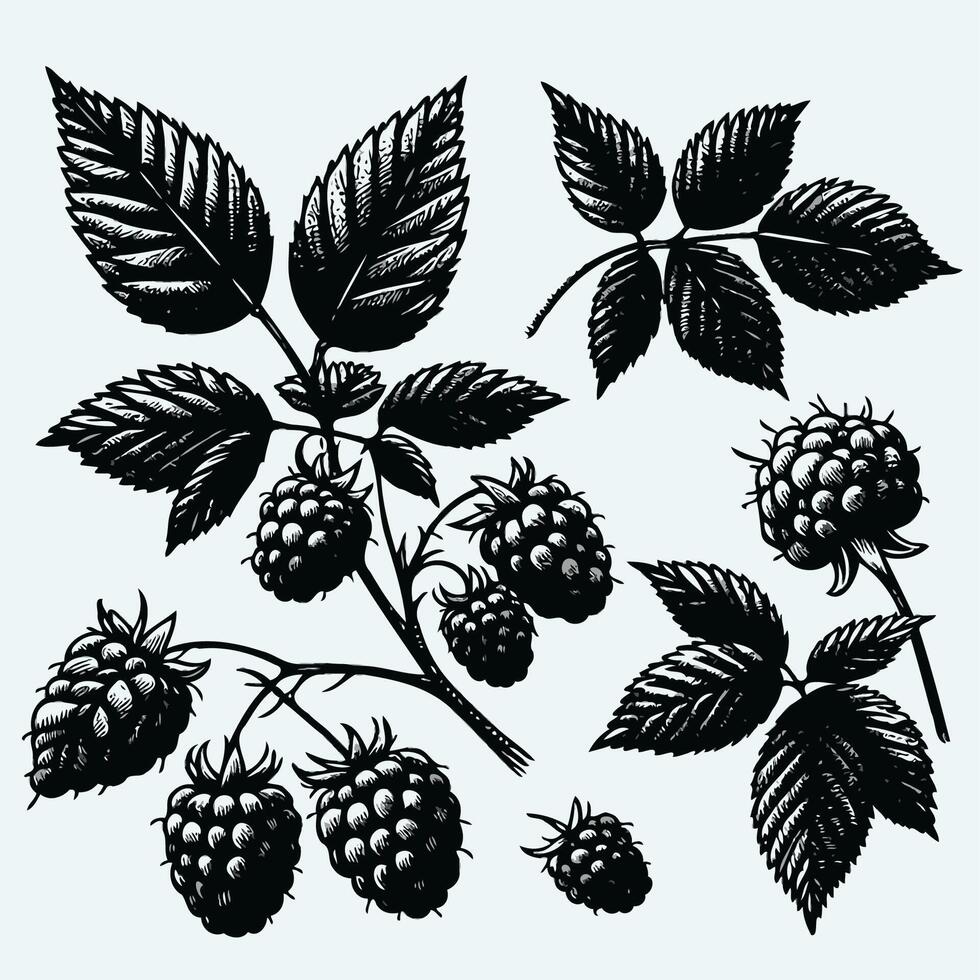 Fruits and berries. Illustration of a blackberry. Raspberry hand drawn illustration set. Black and white engraved ink art. Isolated berry illustration element. vector