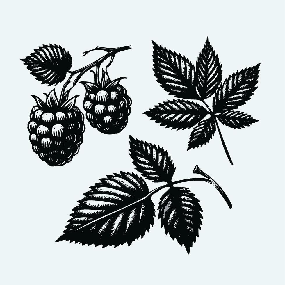 Raspberry hand drawn illustration set. Black and white engraved ink art. Isolated berry illustration element. Illustration of a blackberry. vector