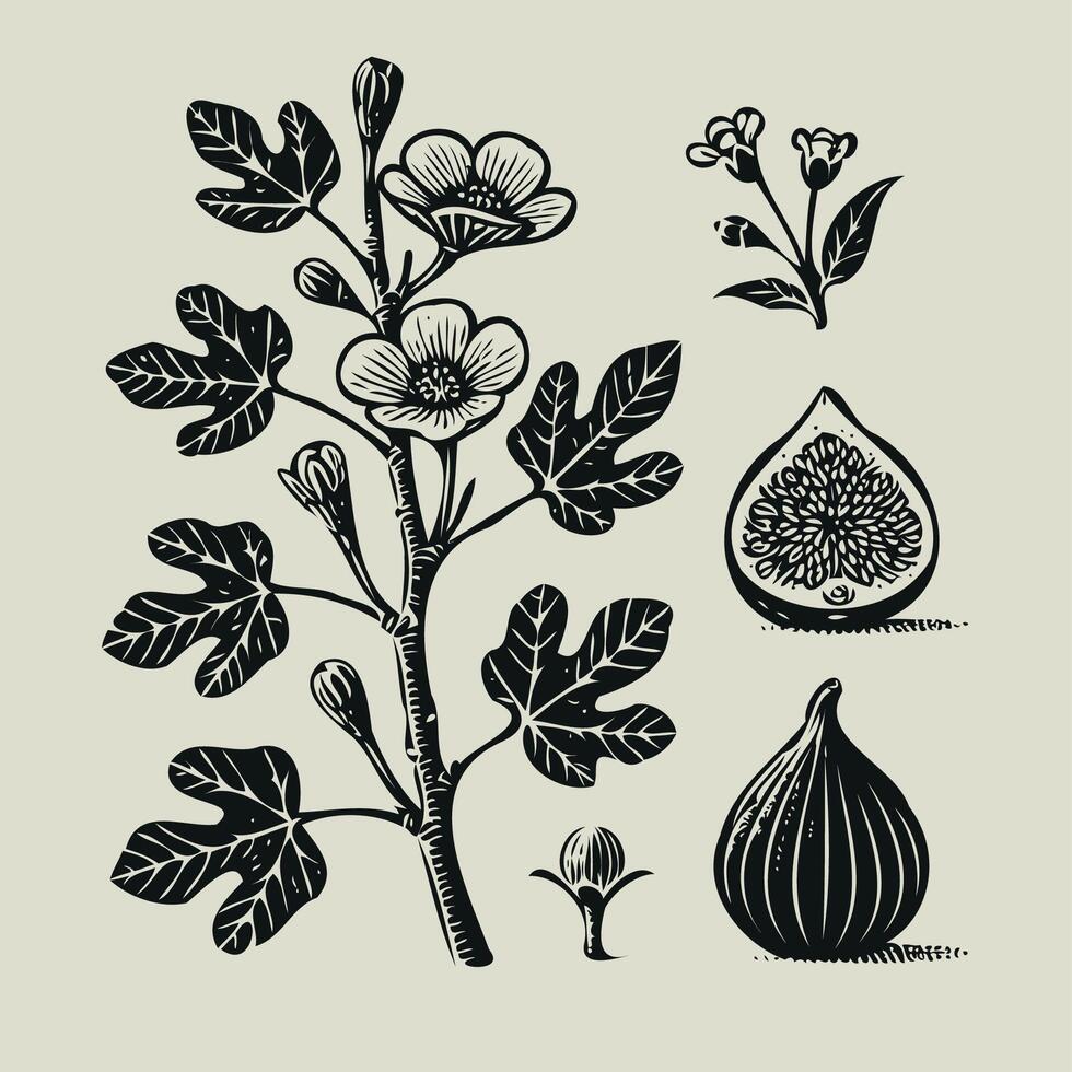 Black and white illustration of figs with leaves and flowers. Hand drawn black and white line illustration of including various elements such as branch with leaves and flowers vector