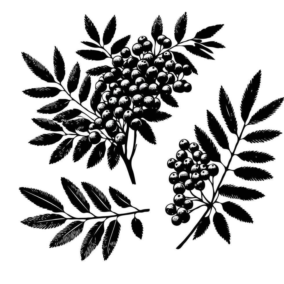Hand drawn black and white berries isolated on white background. Isolated rowan illustration element on white background. vector