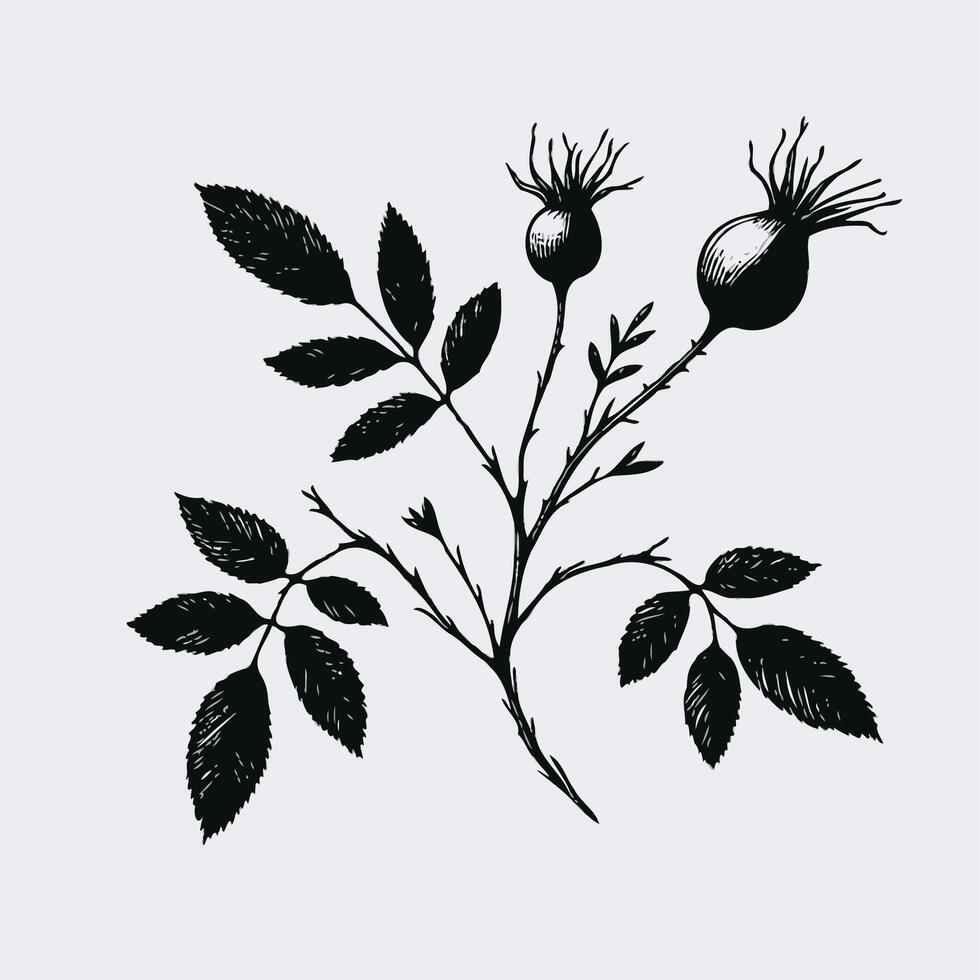 . Isolated berry illustration element. Rosehip branch with leaves and berries. Hand drawn illustration. vector