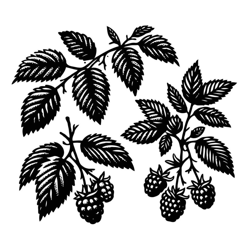 minimalistic, stylized, hand drawn black and white illustration. Illustration of a blackberry. Raspberry hand drawn illustration set. Black and white engraved art. Isolated berry illustration element. vector
