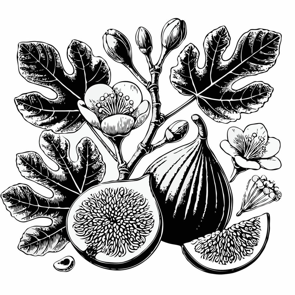 Set of hand drawn figs with leaves and flowers. Hand drawn black and white line illustration of including various elements such as branch with leaves and flowers vector