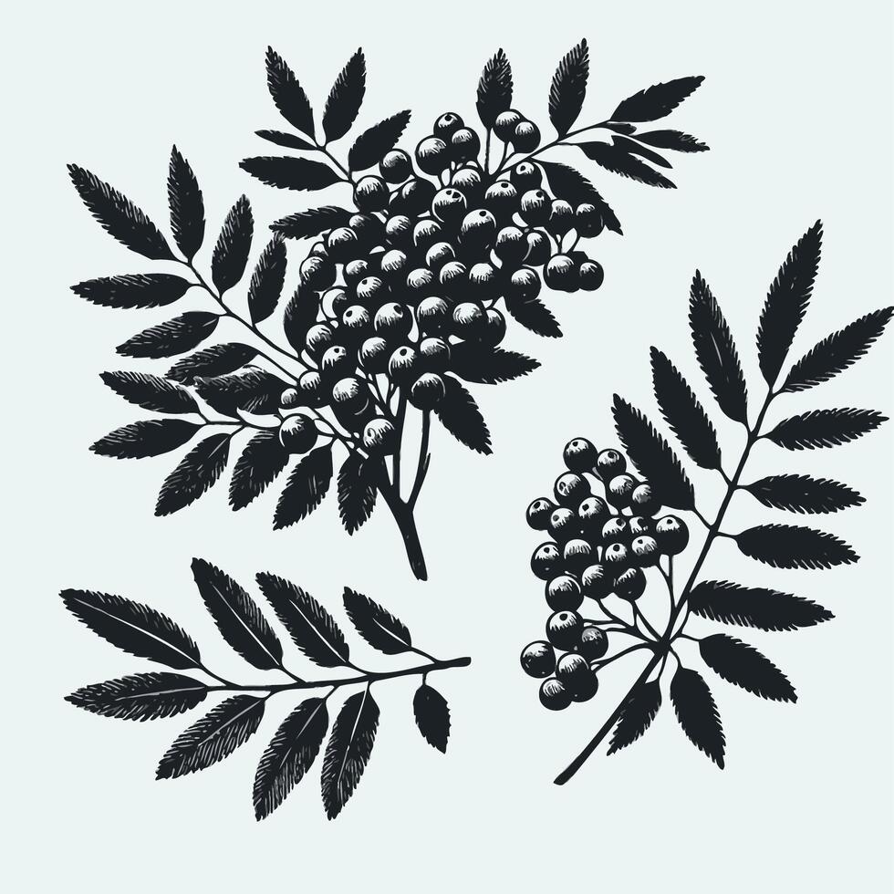 Hand drawn black and white berries isolated on white background. Black and white rowan branch with berries and leaves vector
